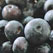 Beautiful, Bountiful Berries