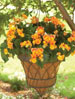 Garden Basket